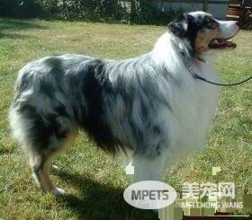 澳洲牧羊犬怎么洗澡 澳洲牧羊犬洗澡的方法