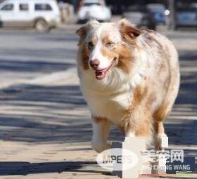 澳洲牧羊犬怎么洗澡 澳洲牧羊犬洗澡的方法