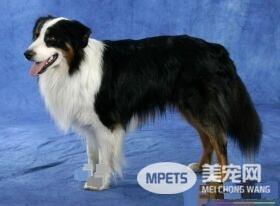 澳洲牧羊犬有没尾巴 澳洲牧羊犬是有尾巴的