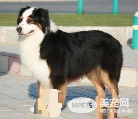 澳洲牧羊犬有没尾巴 澳洲牧羊犬是有尾巴的
