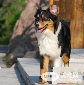 澳洲牧羊犬一般有多大 雄性澳牧肩高18到20英寸