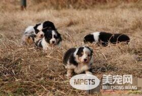 澳洲牧羊犬一般有多大 雄性澳牧肩高18到20英寸