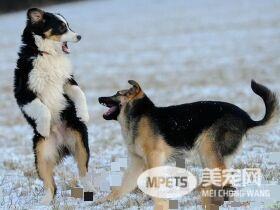 澳洲牧羊犬要补钙吗 狗狗缺钙会有什么危害
