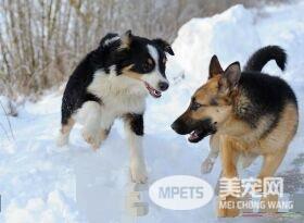 澳洲牧羊犬要补钙吗 狗狗缺钙会有什么危害