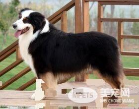 澳洲牧羊犬缺点 澳洲牧羊犬羞怯胆小