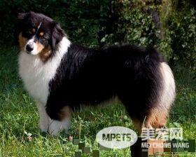 澳洲牧羊犬缺点 澳洲牧羊犬羞怯胆小