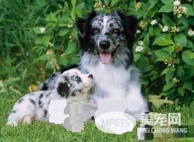 澳洲牧羊犬没尾巴吗 出生一个星期之后被剪掉