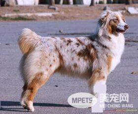 澳洲牧羊犬没尾巴吗 出生一个星期之后被剪掉