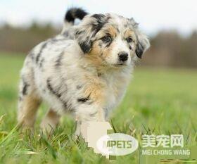 澳洲牧羊犬护卫吗 一种非常聪明的工作犬