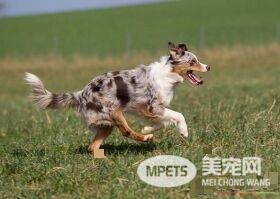 澳洲牧羊犬护卫吗 一种非常聪明的工作犬