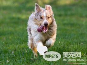 澳洲牧羊犬和边牧的区别 澳牧体形稍方边牧稍长