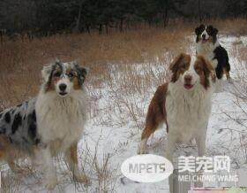 澳洲牧羊犬断尾 尾部太长常会造成伤害