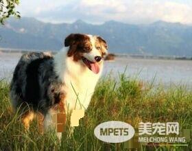 澳洲牧羊犬断尾 尾部太长常会造成伤害