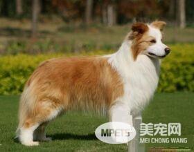 澳洲牧羊犬掉毛 牧羊犬都会掉毛比较严重