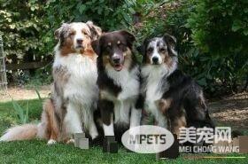 澳洲牧羊犬的优缺点 优点安净干净聪明看门