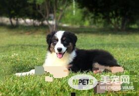 澳洲牧羊犬咬人吗 如何训练澳洲牧羊犬不咬人