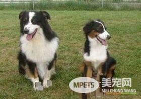 澳洲牧羊犬咬人吗 如何训练澳洲牧羊犬不咬人