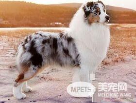 澳洲牧羊犬适合楼房么 澳洲牧羊犬饲养要点