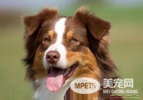 澳洲牧羊犬适合楼房么 澳洲牧羊犬饲养要点