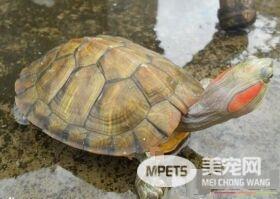 乌龟和海龟的区别 乌龟壳略扁平背腹甲固定
