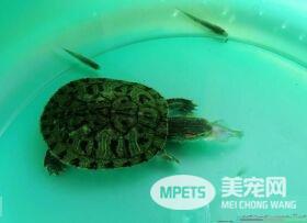 乌龟是怎么睡觉的 乌龟的睡姿千奇百怪