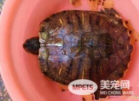 乌龟是胎生还是卵生 乌龟是卵生类动物