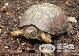 乌龟叫是怎么回事 乌龟是没有声带的它不会叫
