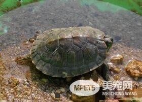 乌龟叫是怎么回事 乌龟是没有声带的它不会叫