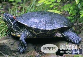 怎样分辨乌龟的年龄 每1圈代表1个生长周期