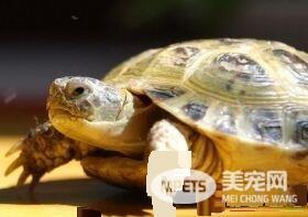 怎样分辨乌龟的年龄 每1圈代表1个生长周期
