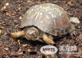 乌龟死了怎么处理 建议还是做火化的处理