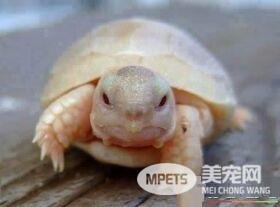 乌龟死了怎么处理 建议还是做火化的处理