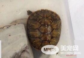 乌龟脱壳是怎么回事 其实乌龟脱壳是很正常的