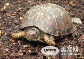 乌龟是什么动物 乌龟其实是古老的爬行动物