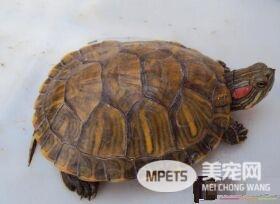 家里养乌龟的风水说法 乌龟的摆放位置
