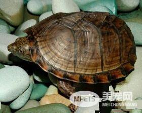 家里养乌龟的风水说法 乌龟的摆放位置