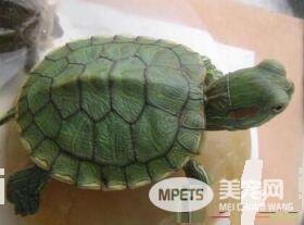 家里养乌龟风水好吗 风水上称为化煞龟