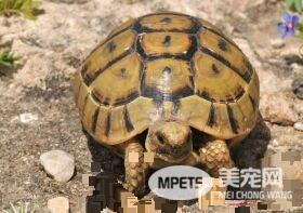 家里养乌龟风水好吗 风水上称为化煞龟