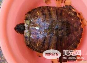 家里养的乌龟喂什么 水龟喜吃生的荤食