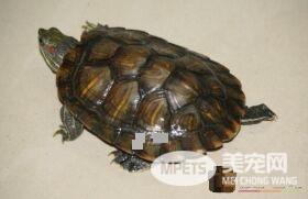 孕妇为什么不能养乌龟 乌龟其实是可以饲养的