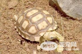什么样的人适合养乌龟 运气极差或八字喜火