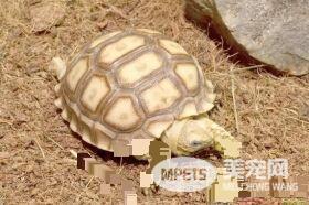 乌龟是王八吗 判别乌龟和王八的方法