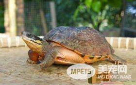 乌龟是王八吗 判别乌龟和王八的方法