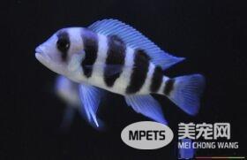 好养的热带鱼 五种常见的好养的热带鱼