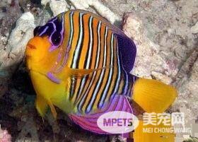 热带鱼能混养吗 热带鱼可以和田螺一起饲养