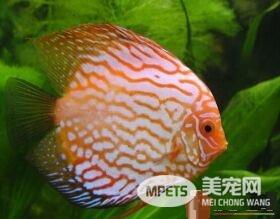 热带鱼能混养吗 热带鱼可以和田螺一起饲养