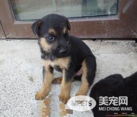 罗威纳犬体型 罗威纳犬一共有三种体型