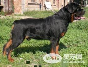 罗威纳犬体型 罗威纳犬一共有三种体型