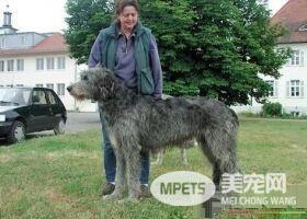 爱尔兰猎狼犬多高 雄性身高在75到90厘米