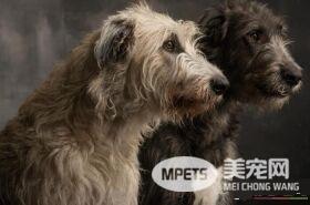 爱尔兰猎狼犬多高 雄性身高在75到90厘米